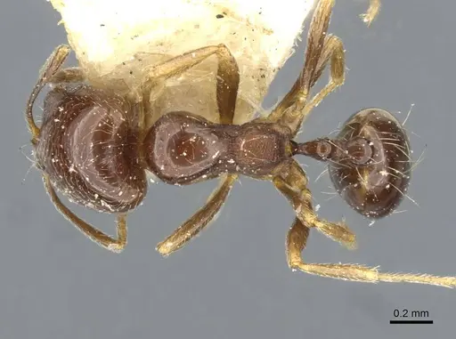 Trichomyrmex robustior specimen CASENT0101596 image casent0101596_1