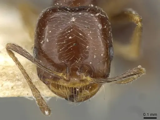 Trichomyrmex robustior specimen CASENT0101596 image casent0101596_2