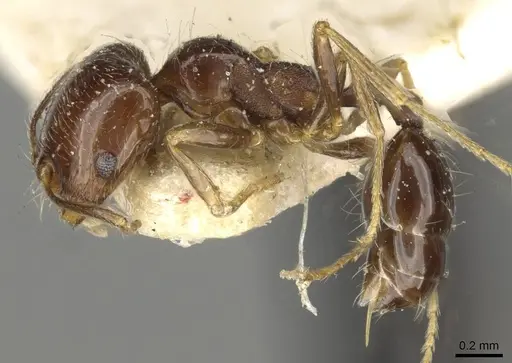 Trichomyrmex robustior specimen CASENT0101596 image casent0101596_3