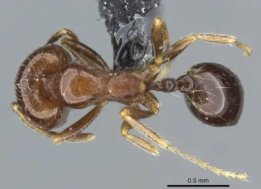Trichomyrmex robustior specimen CASENT0101849 image casent0101849_1