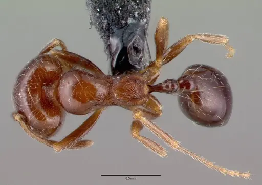 Trichomyrmex robustior specimen CASENT0101849 image casent0101849_2