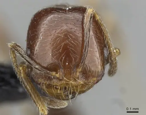 Trichomyrmex robustior specimen CASENT0101849 image casent0101849_3