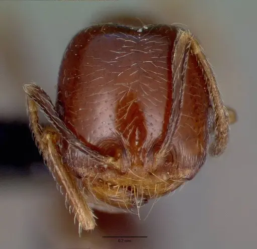 Trichomyrmex robustior specimen CASENT0101849 image casent0101849_4