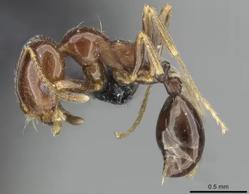 Trichomyrmex robustior specimen CASENT0101849 image casent0101849_5