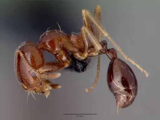 Trichomyrmex robustior specimen CASENT0101849 image casent0101849_6