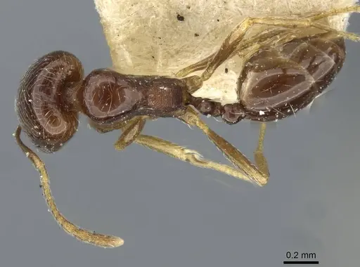 Trichomyrmex robustior specimen CASENT0101865 image casent0101865_1