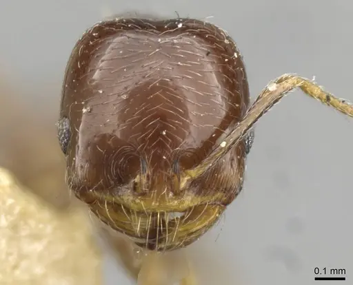 Trichomyrmex robustior specimen CASENT0101865 image casent0101865_2