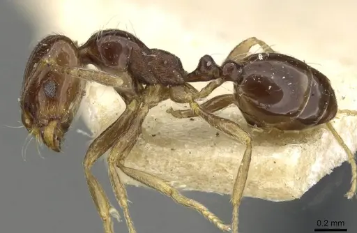 Trichomyrmex robustior specimen CASENT0101865 image casent0101865_3