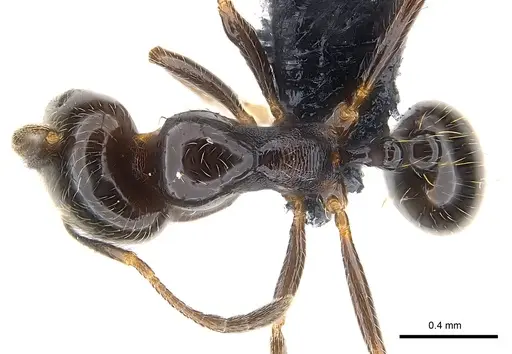 Trichomyrmex robustior specimen CASENT0147087 image casent0147087_1