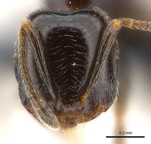 Trichomyrmex robustior specimen CASENT0147087 image casent0147087_2