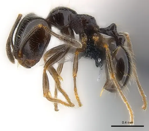 Trichomyrmex robustior specimen CASENT0147087 image casent0147087_3