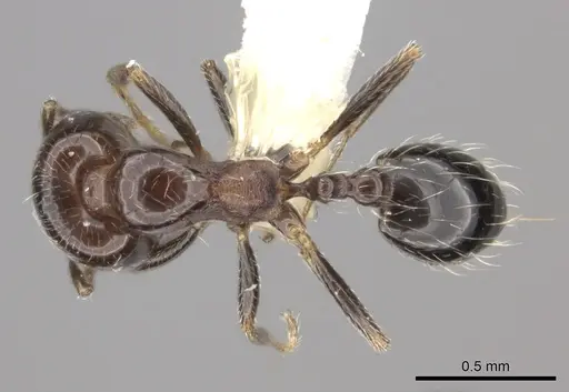 Trichomyrmex robustior specimen CASENT0217175 image casent0217175_1