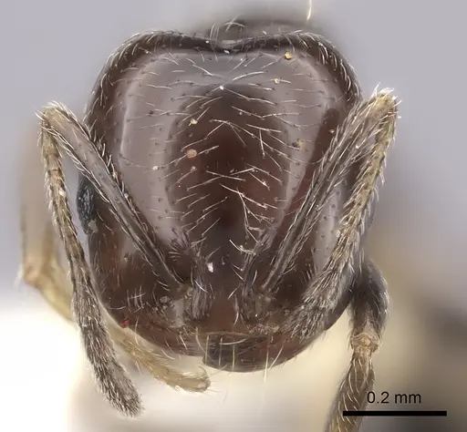 Trichomyrmex robustior specimen CASENT0217175 image casent0217175_2