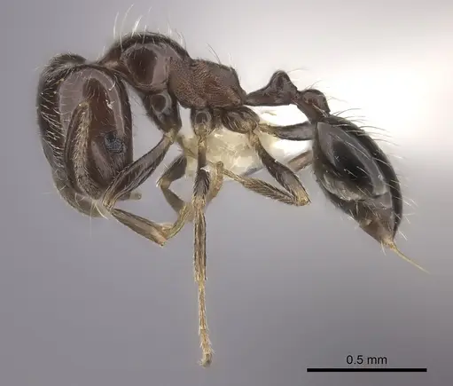 Trichomyrmex robustior specimen CASENT0217175 image casent0217175_3