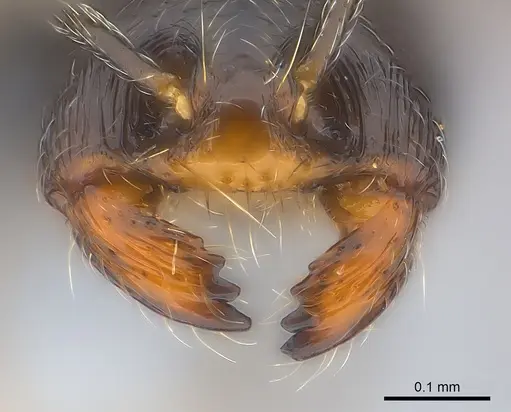 Trichomyrmex robustior specimen CASENT0217358 image casent0217358_1