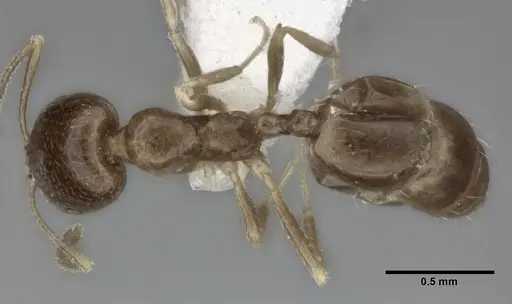 Trichomyrmex robustior specimen CASENT0246079 image casent0246079_1