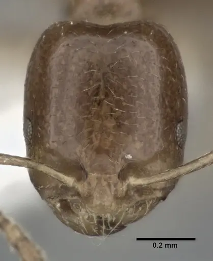 Trichomyrmex robustior specimen CASENT0246079 image casent0246079_2