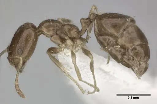 Trichomyrmex robustior specimen CASENT0246079 image casent0246079_3