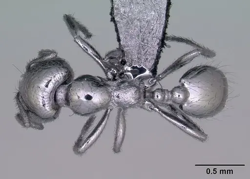 Trichomyrmex robustior specimen CASENT0442839 image casent0442839_1