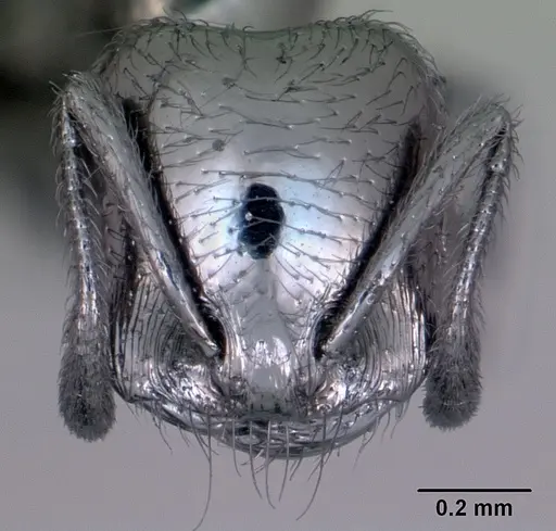 Trichomyrmex robustior specimen CASENT0442839 image casent0442839_2