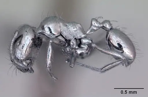 Trichomyrmex robustior specimen CASENT0442839 image casent0442839_3
