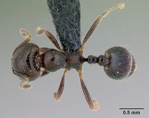 Trichomyrmex robustior specimen CASENT0449751 image casent0449751_1