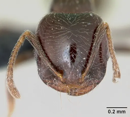 Trichomyrmex robustior specimen CASENT0449751 image casent0449751_2