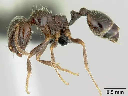 Trichomyrmex robustior specimen CASENT0449751 image casent0449751_3