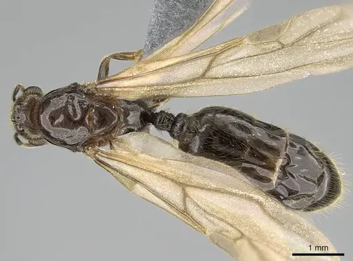 Trichomyrmex robustior specimen CASENT0724118 image casent0724118_1