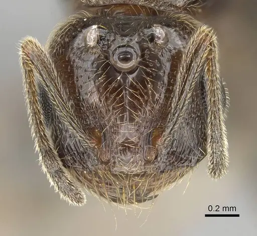 Trichomyrmex robustior specimen CASENT0724118 image casent0724118_2