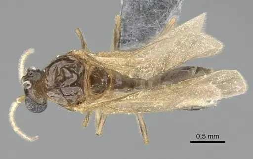 Trichomyrmex robustior specimen CASENT0724204 image casent0724204_1