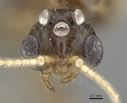 Trichomyrmex robustior specimen CASENT0724204 image casent0724204_2