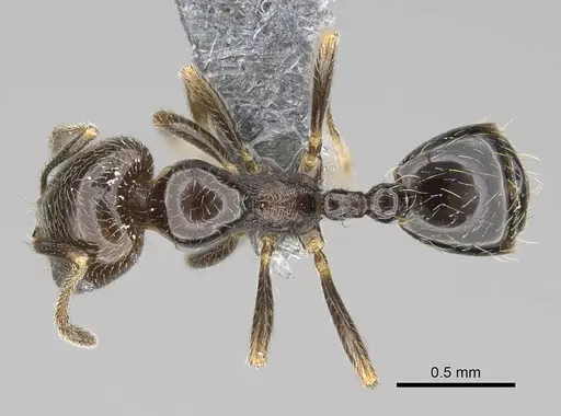 Trichomyrmex robustior specimen CASENT0724209 image casent0724209_1