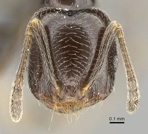 Trichomyrmex robustior specimen CASENT0724209 image casent0724209_2