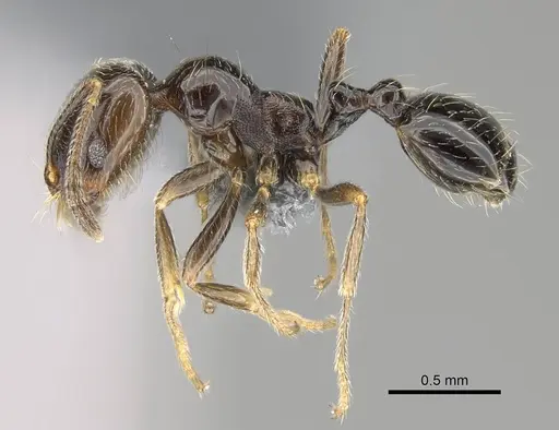 Trichomyrmex robustior specimen CASENT0724209 image casent0724209_3