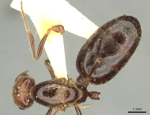 Trichomyrmex rogeri specimen CASENT0916015 image casent0916015_1
