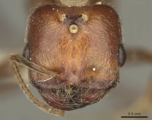 Trichomyrmex rogeri specimen CASENT0916015 image casent0916015_2