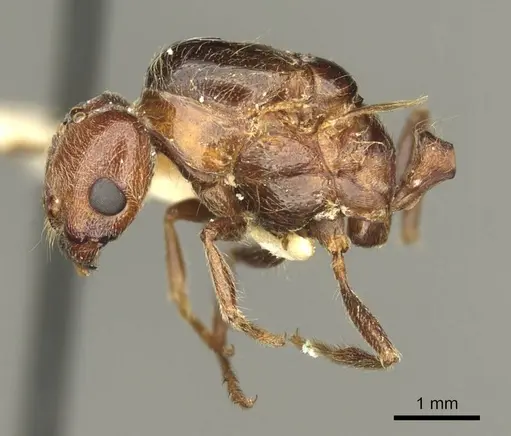 Trichomyrmex rogeri specimen CASENT0916015 image casent0916015_3