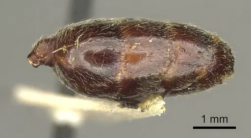 Trichomyrmex rogeri specimen CASENT0916015 image casent0916015_4