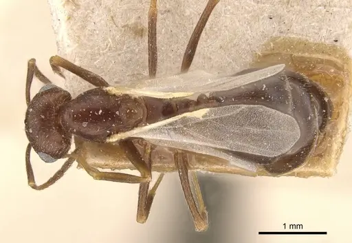 Trichomyrmex santschii specimen CASENT0908780 image casent0908780_1
