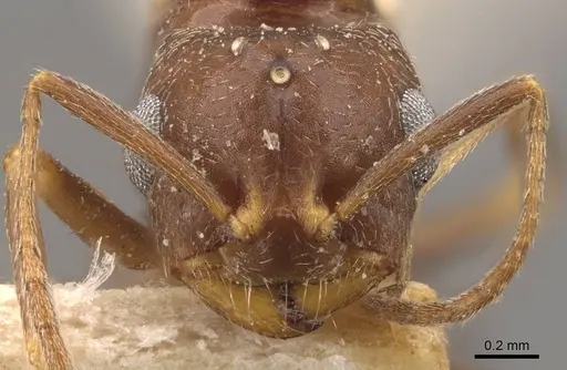 Trichomyrmex santschii specimen CASENT0908780 image casent0908780_2