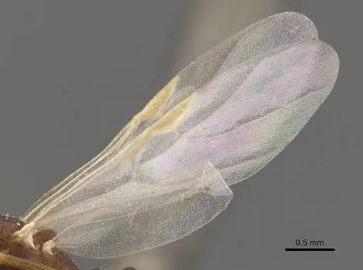 Trichomyrmex santschii specimen CASENT0908780 image casent0908780_4