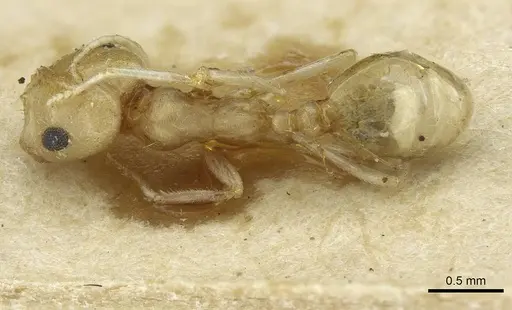 Trichomyrmex santschii specimen CASENT0913634 image casent0913634_1