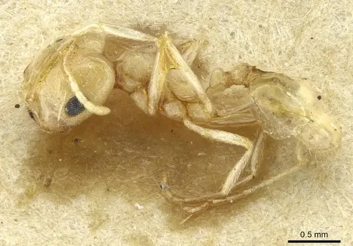 Trichomyrmex santschii specimen CASENT0913634 image casent0913634_3