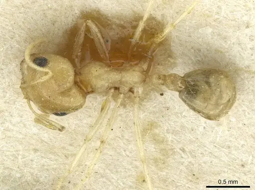 Trichomyrmex santschii specimen CASENT0913635 image casent0913635_1