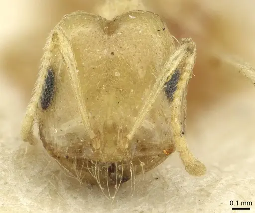 Trichomyrmex santschii specimen CASENT0913635 image casent0913635_2