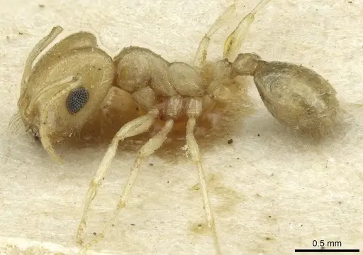 Trichomyrmex santschii specimen CASENT0913635 image casent0913635_3
