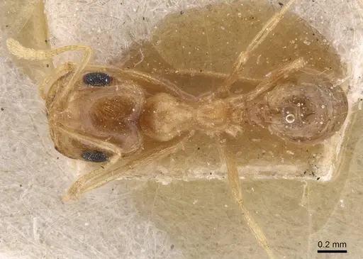Trichomyrmex santschii specimen CASENT0913815 image casent0913815_1