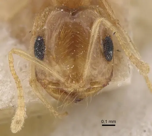Trichomyrmex santschii specimen CASENT0913815 image casent0913815_2