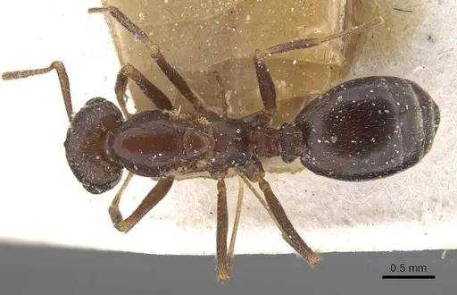 Trichomyrmex santschii specimen CASENT0913851 image casent0913851_1
